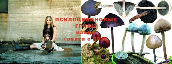ПСИЛОЦИБИНОВЫЕ ГРИБЫ Беслан